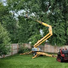 How Our Tree Care Process Works  in  Hartsville, TN